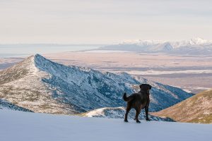 Hund på fjellet, fjellvettregler, skitur