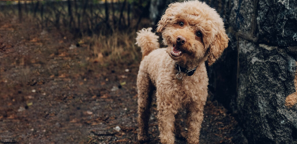 Blod I Avføring Hos Hund Kan Være Tegn På At Noe Er Galt - Lillehammer ...