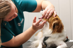 hund, veterinær, dyreklinikk, helsesjekk, tannsjekk