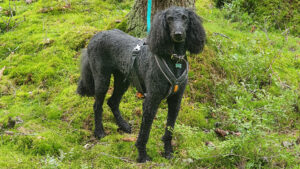 hund, kongepuddel med dårlig ånde, skog